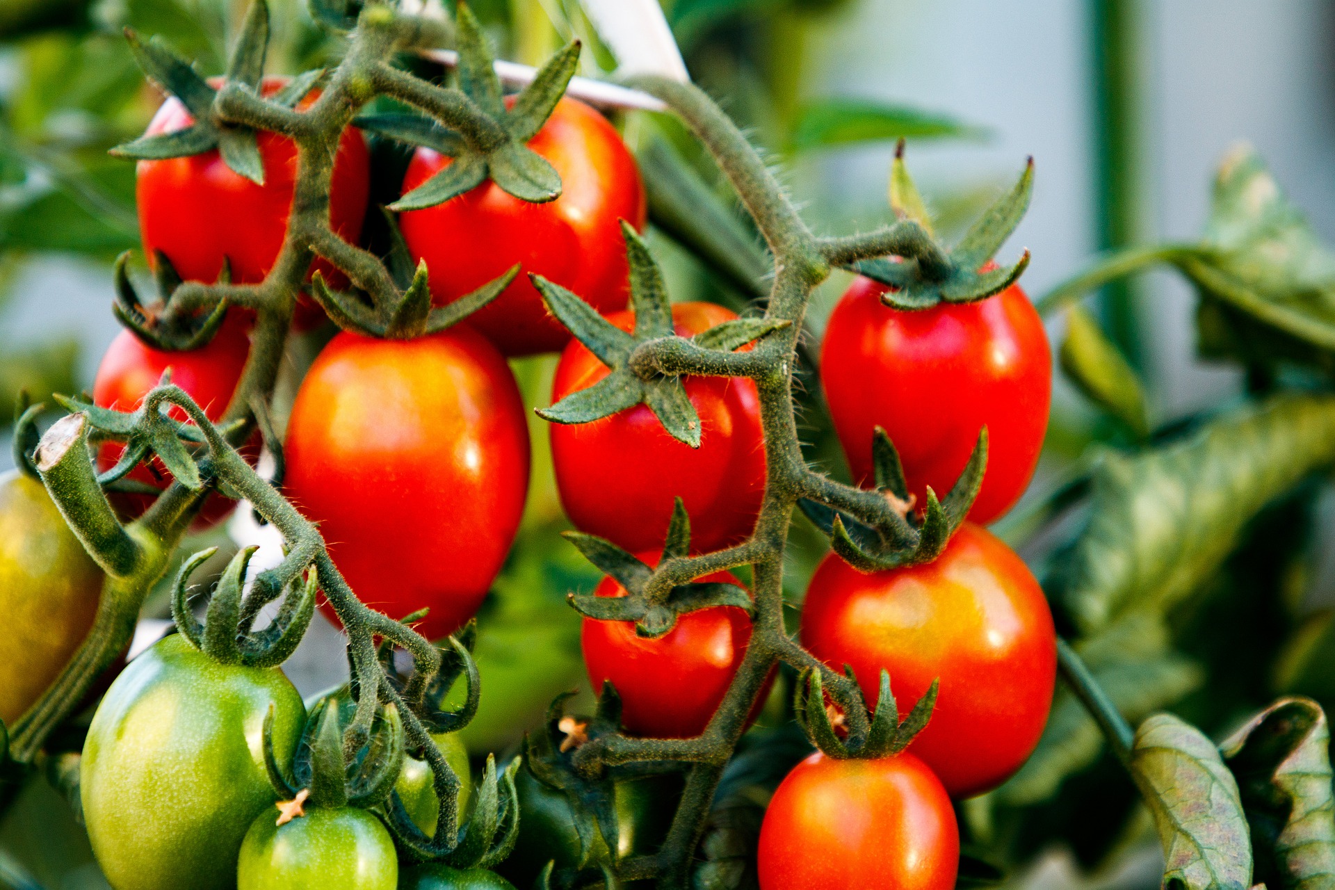 Семена урожайных томатов. Помидор Ягодка f1. Супер урожайные сорта томатов. СУПЕРУРОЖАЙНЫЕ сорта томатов. Томат высокоурожайный.