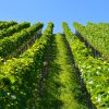 Les vignerons indépendants récompensés par 28 médailles