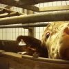 La Région affirme son soutien à l’abattoir de Saint-Romain-en-Popey