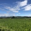 Les agriculteurs et viticulteurs du Beaujolais valorisent leur territoire pendant le Tour de France femme