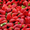 Isère : l’autocueillette de fraises attire déjà du monde à Charavines