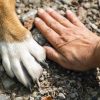 Deux attaques en deux jours de pitbulls non tenus en laisse