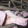 L’abattoir de Saint-Romain-de-Popey autorisé à rouvrir après deux mois de fermeture