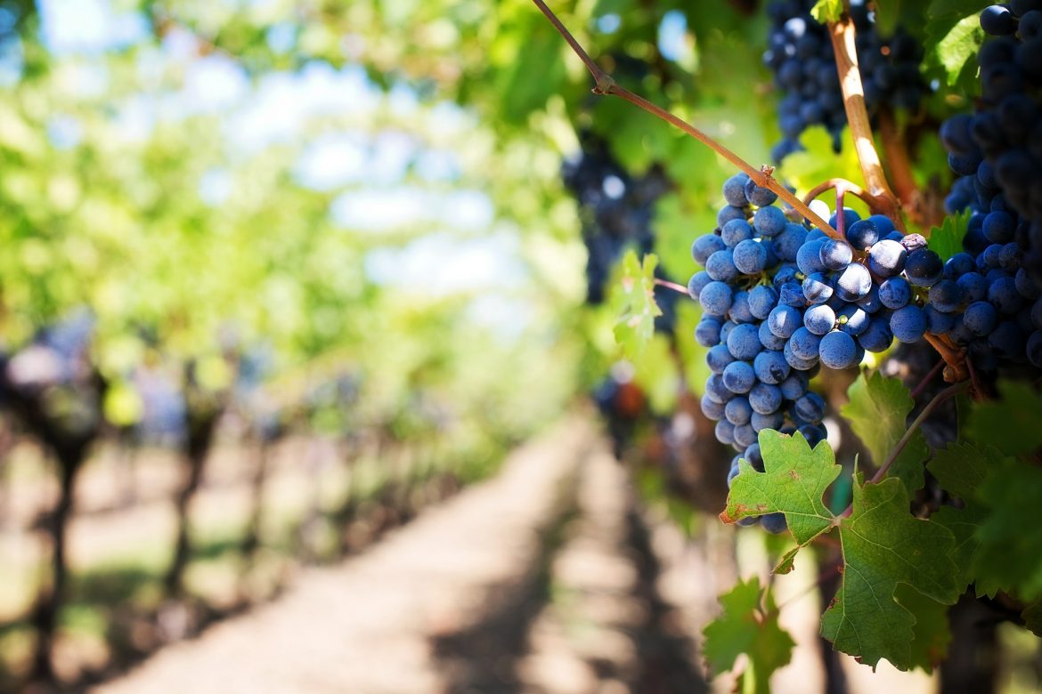 Une commune principalement consacrée à la vigne.