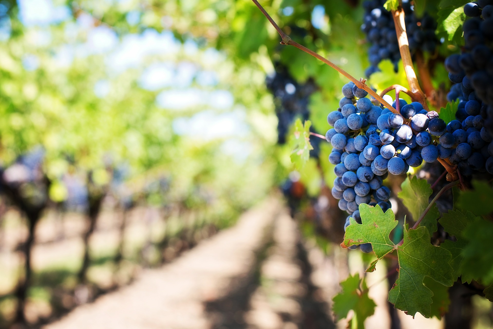 Une commune principalement consacrée à la vigne.