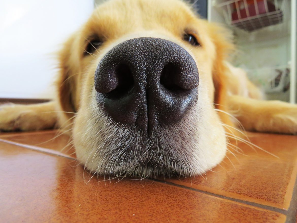 chien golden