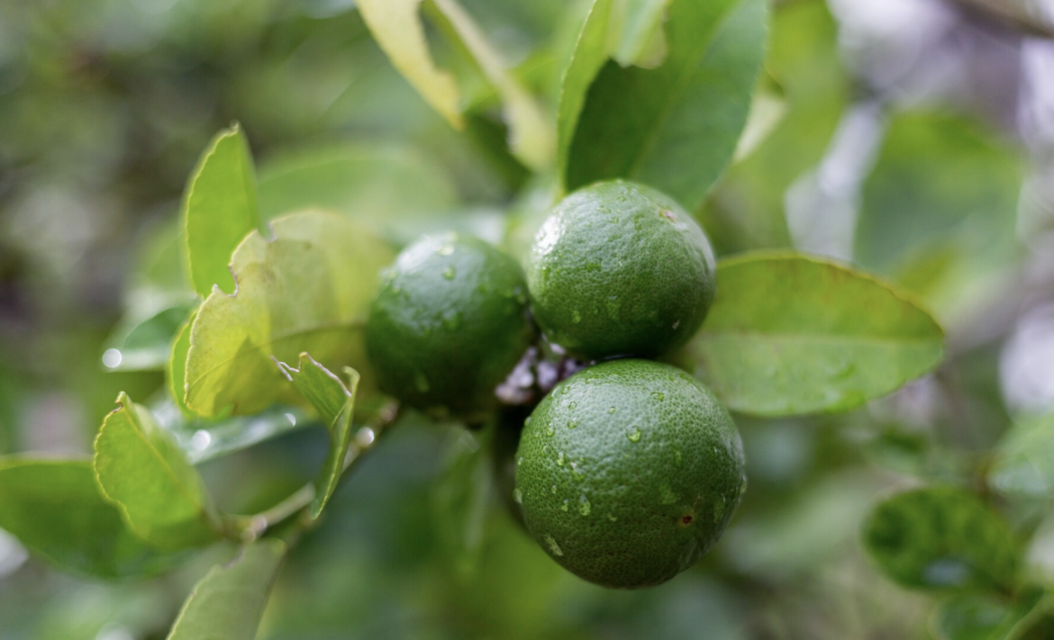 bergamote