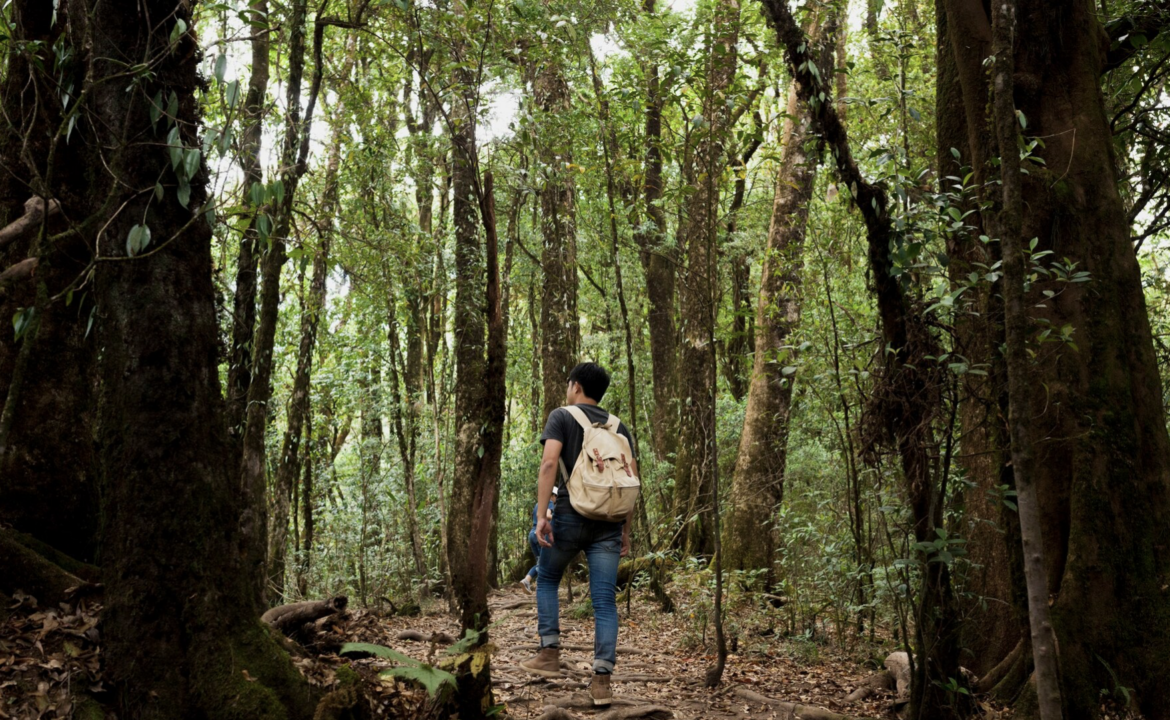 forêt