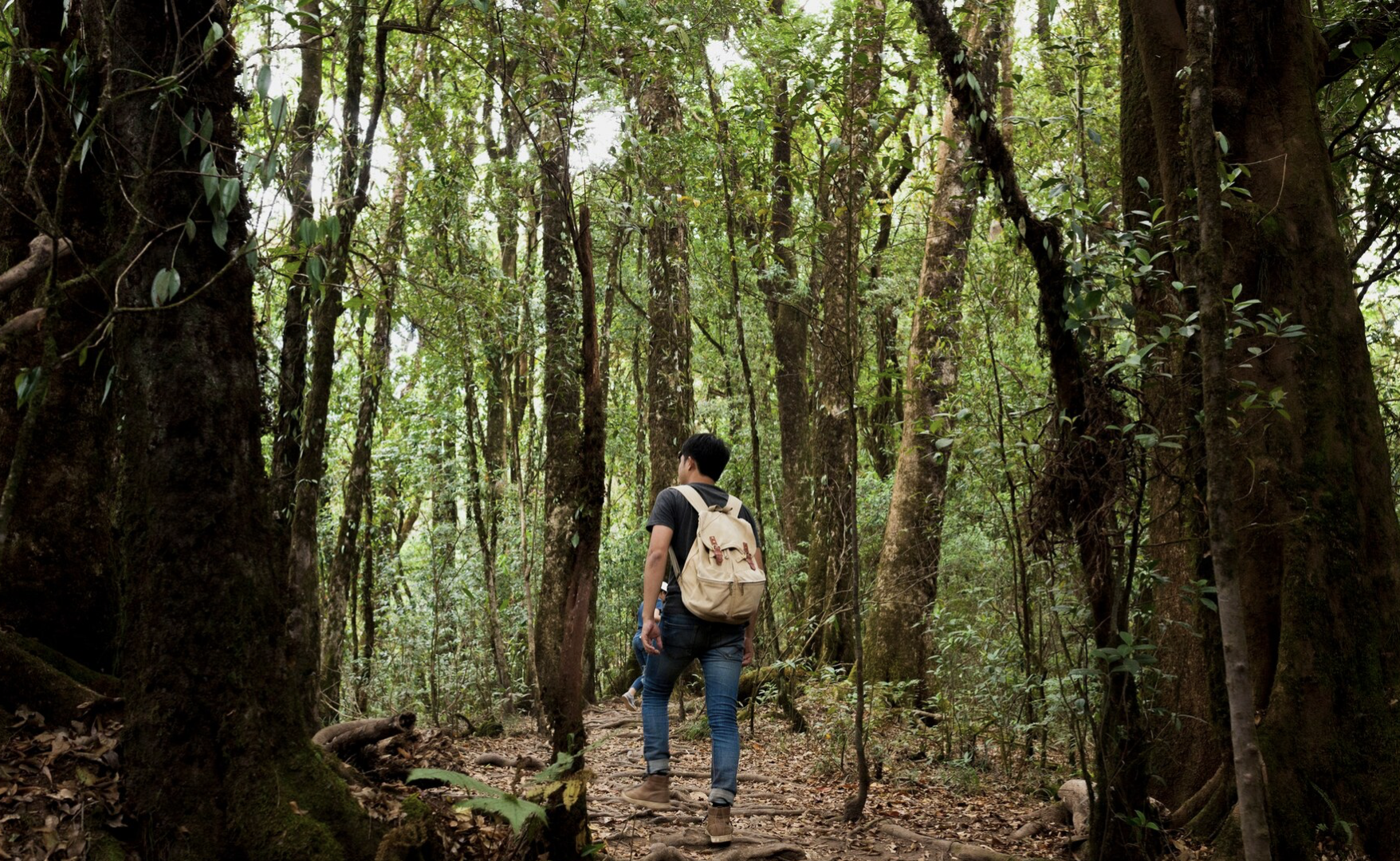 forêt