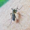 Auvergne-Rhône-Alpes : les autorités alertent sur les moustiques tigres