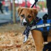 Bourgoin-Jallieu : une association lance une cagnotte pour accueillir un chien d’assistance judiciaire